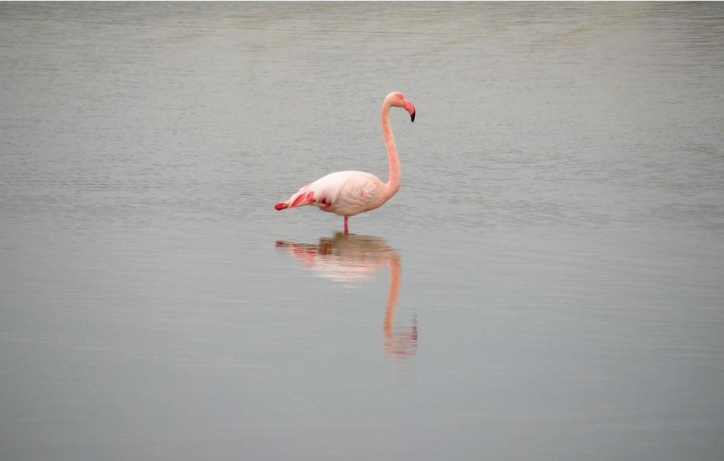 Vacances En Camargue Proche De La Mer Climatise Эг-Морт Экстерьер фото